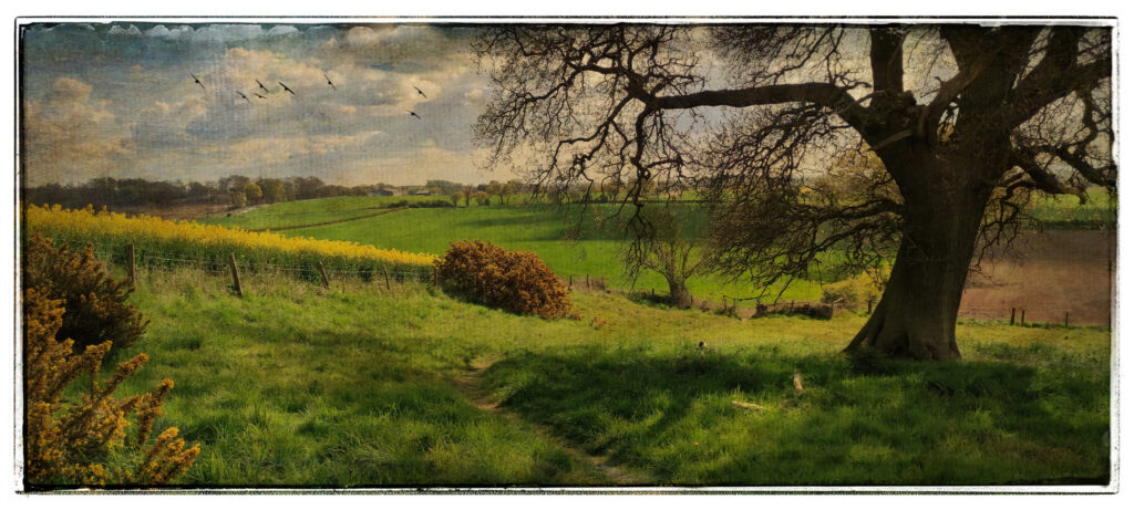 Healing through art with nature-inspired photography and gentle insight