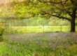 Bluebells Beneath the Old Oak