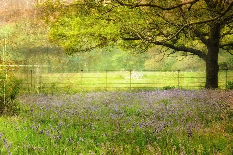 Bluebells Beneath the Old Oak